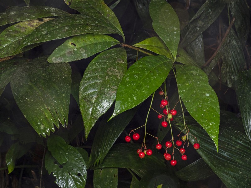 Ardisia subverticillata