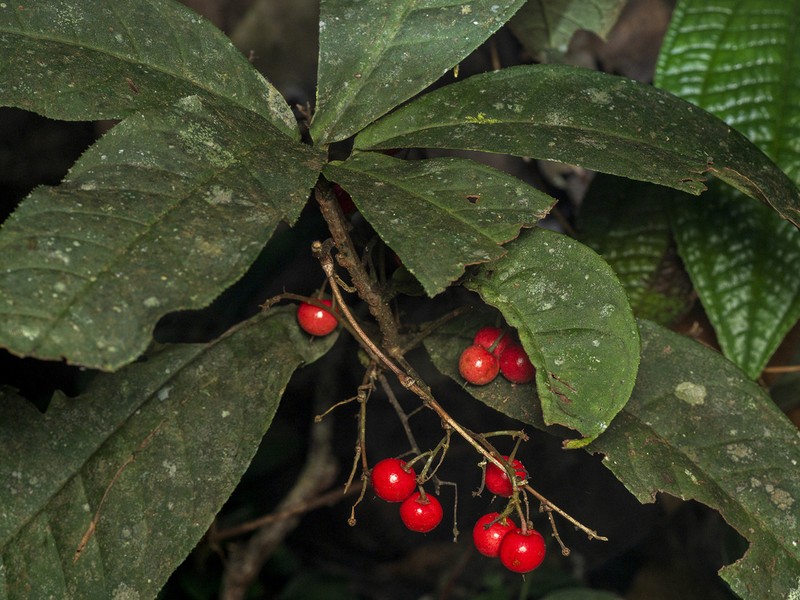 Ardisia subverticillata photo 2