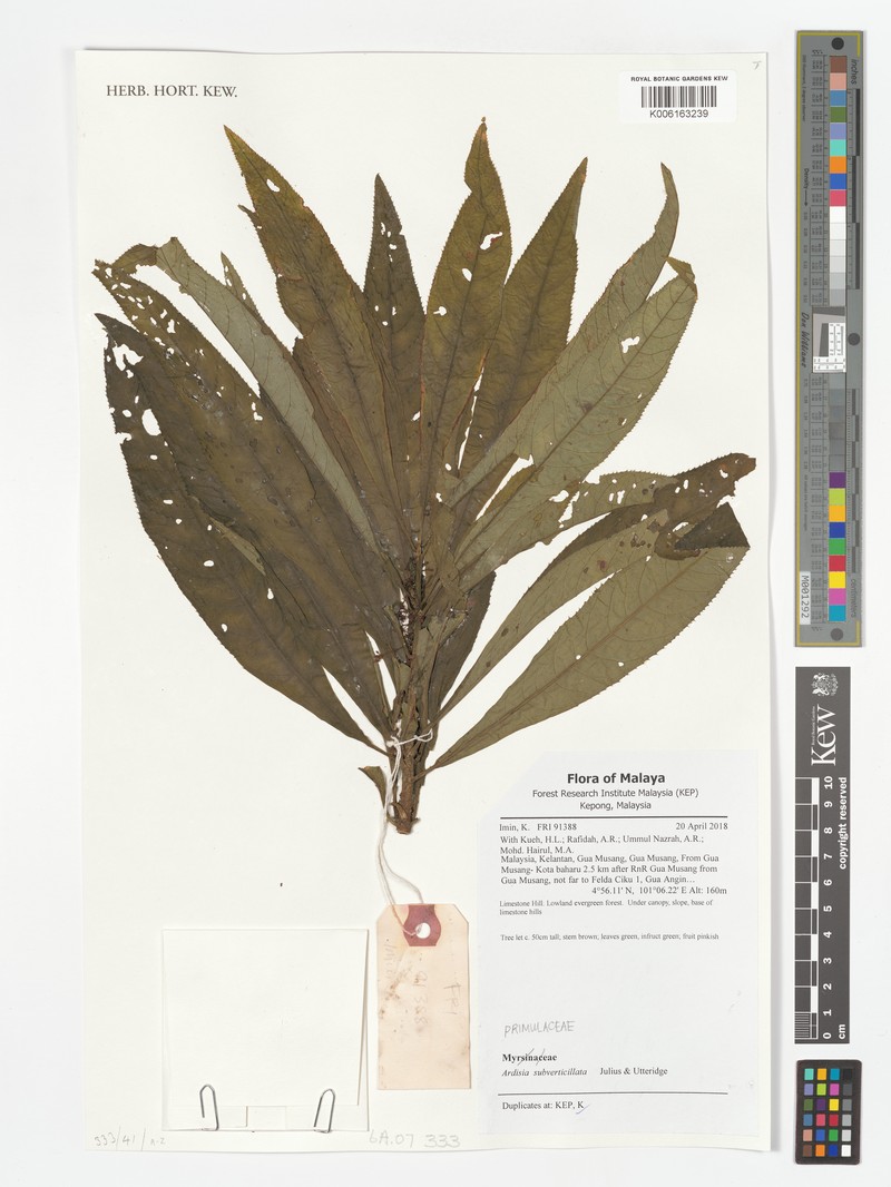 Ardisia subverticillata photo 3