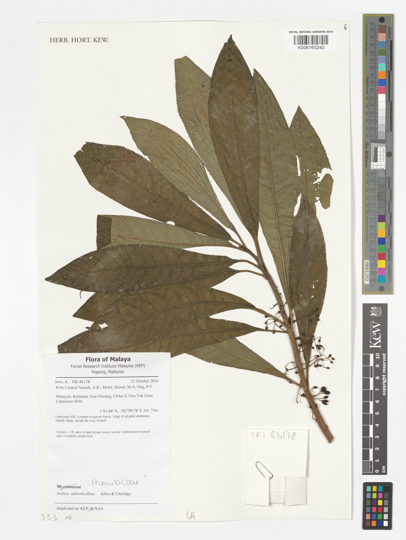 Ardisia subverticillata photo 4