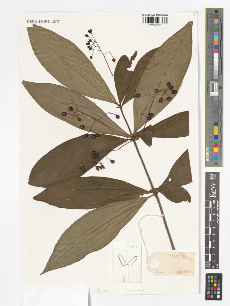 Ardisia subverticillata photo 5