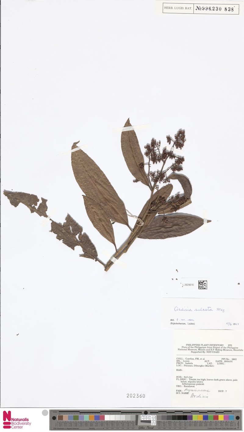 Ardisia sulcata