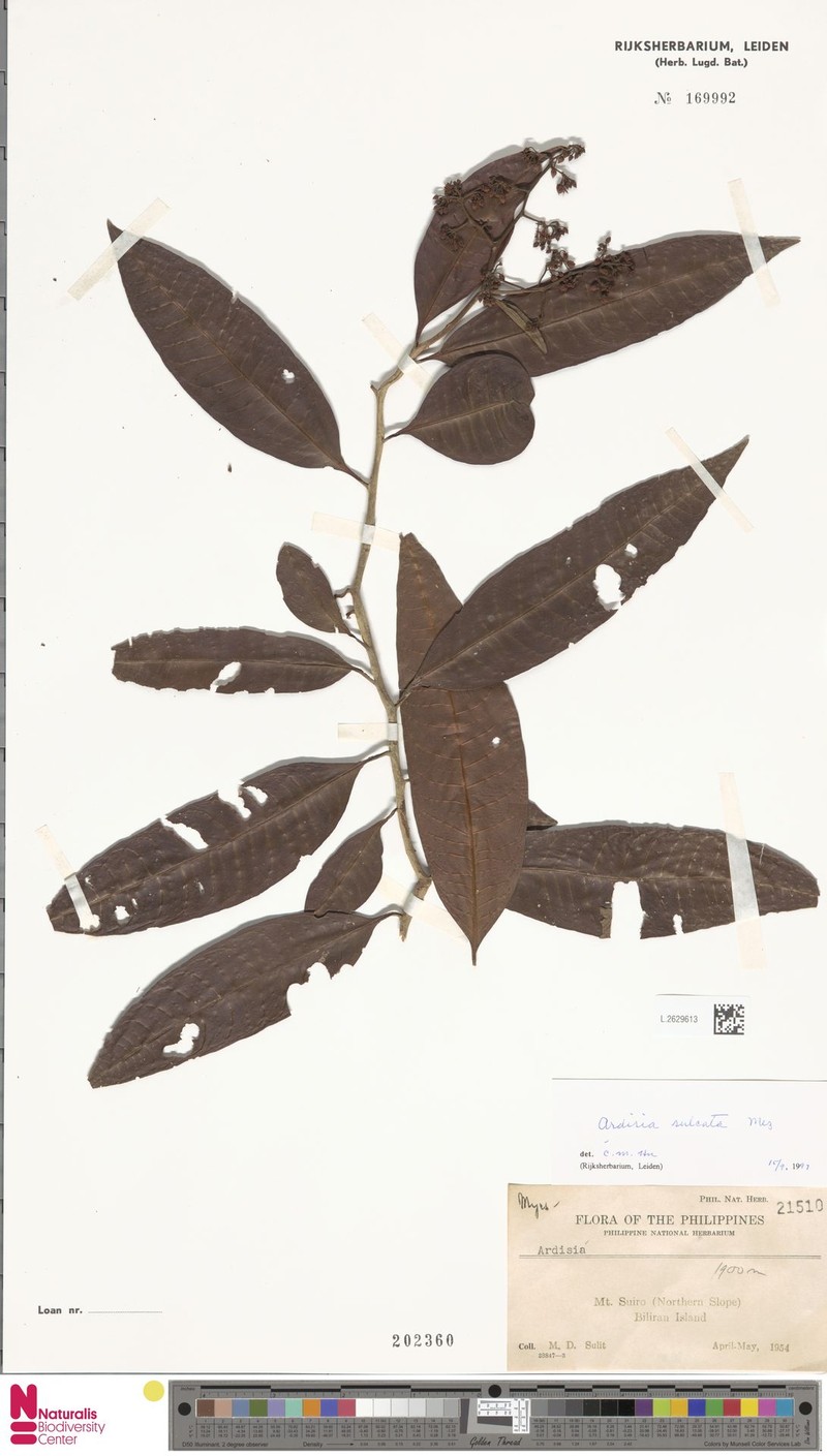 Ardisia sulcata photo 2