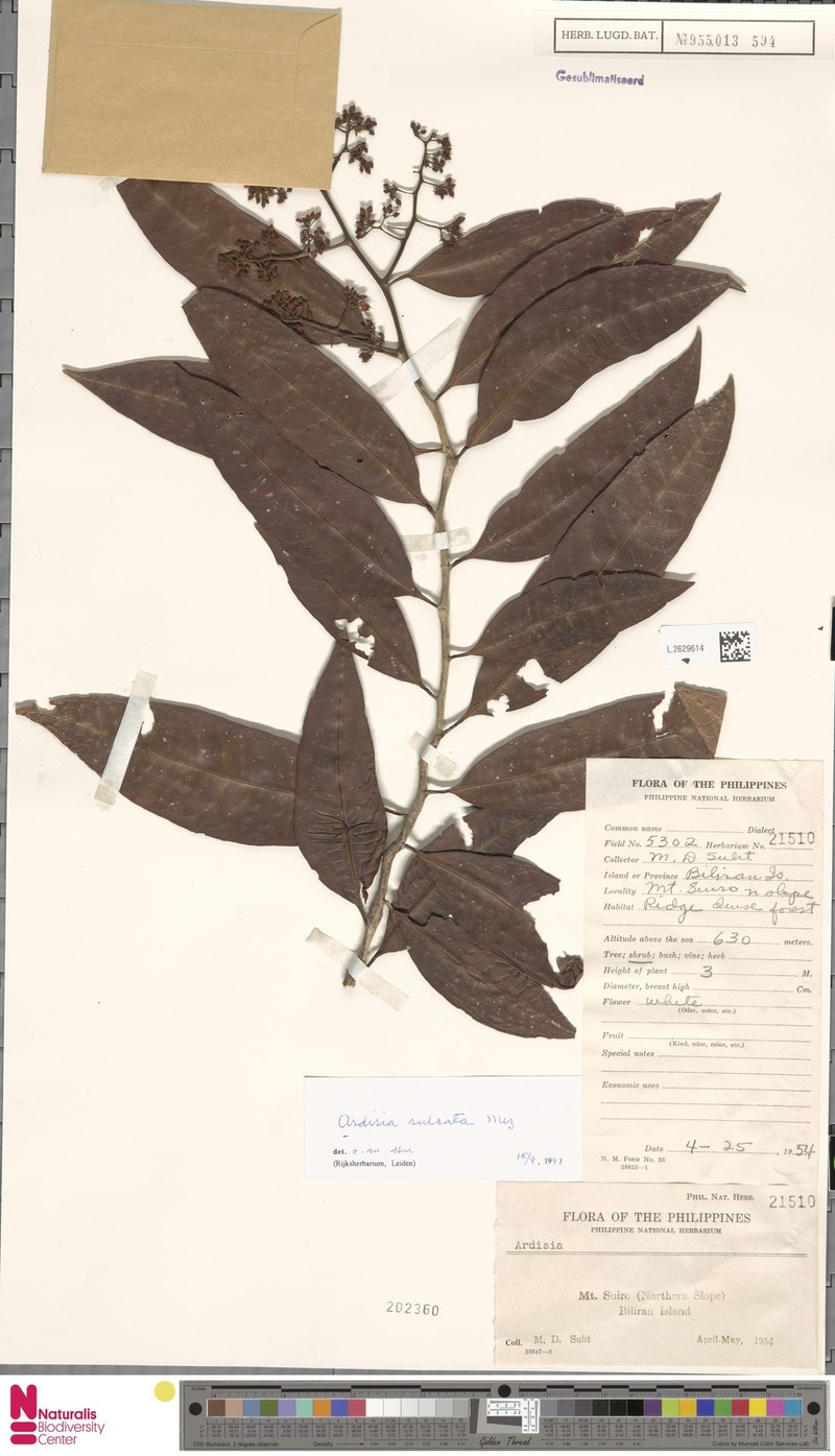 Ardisia sulcata photo 3