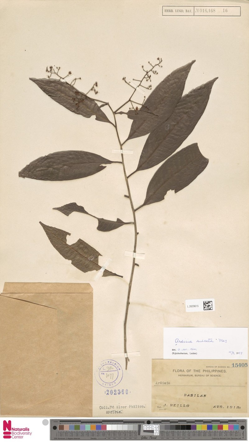Ardisia sulcata photo 4