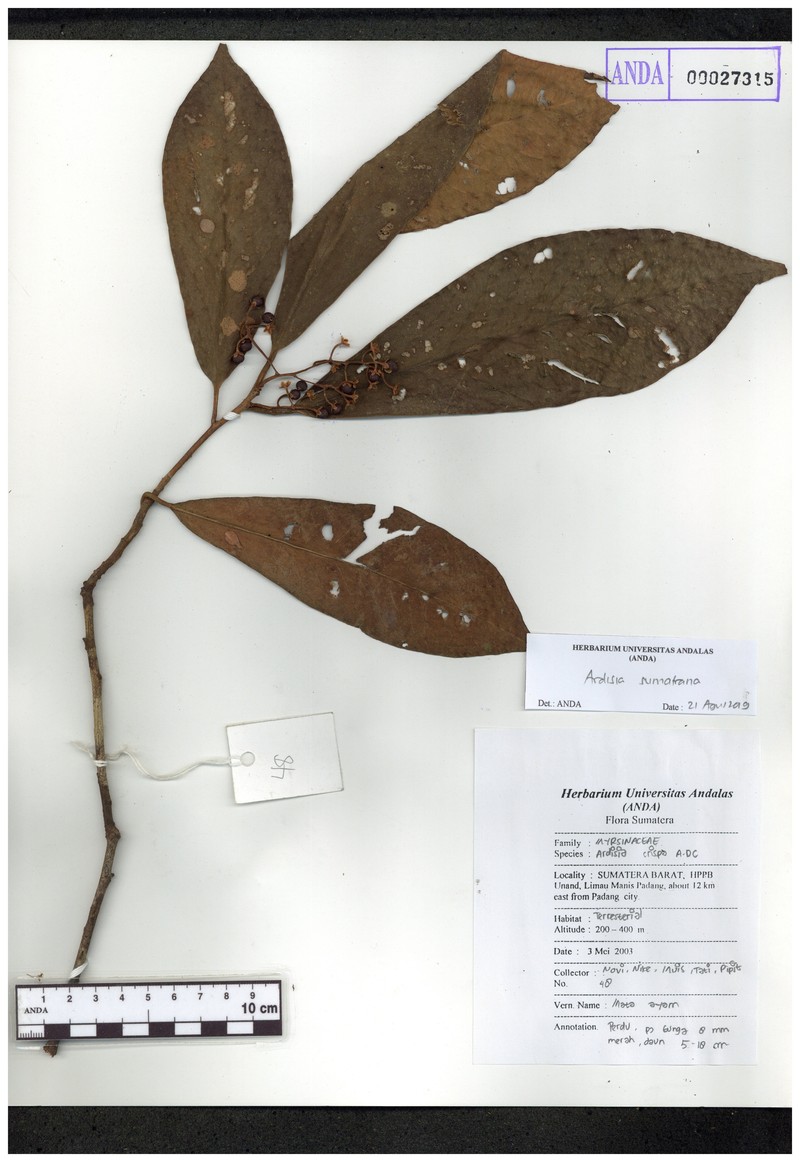 Ardisia sumatrana