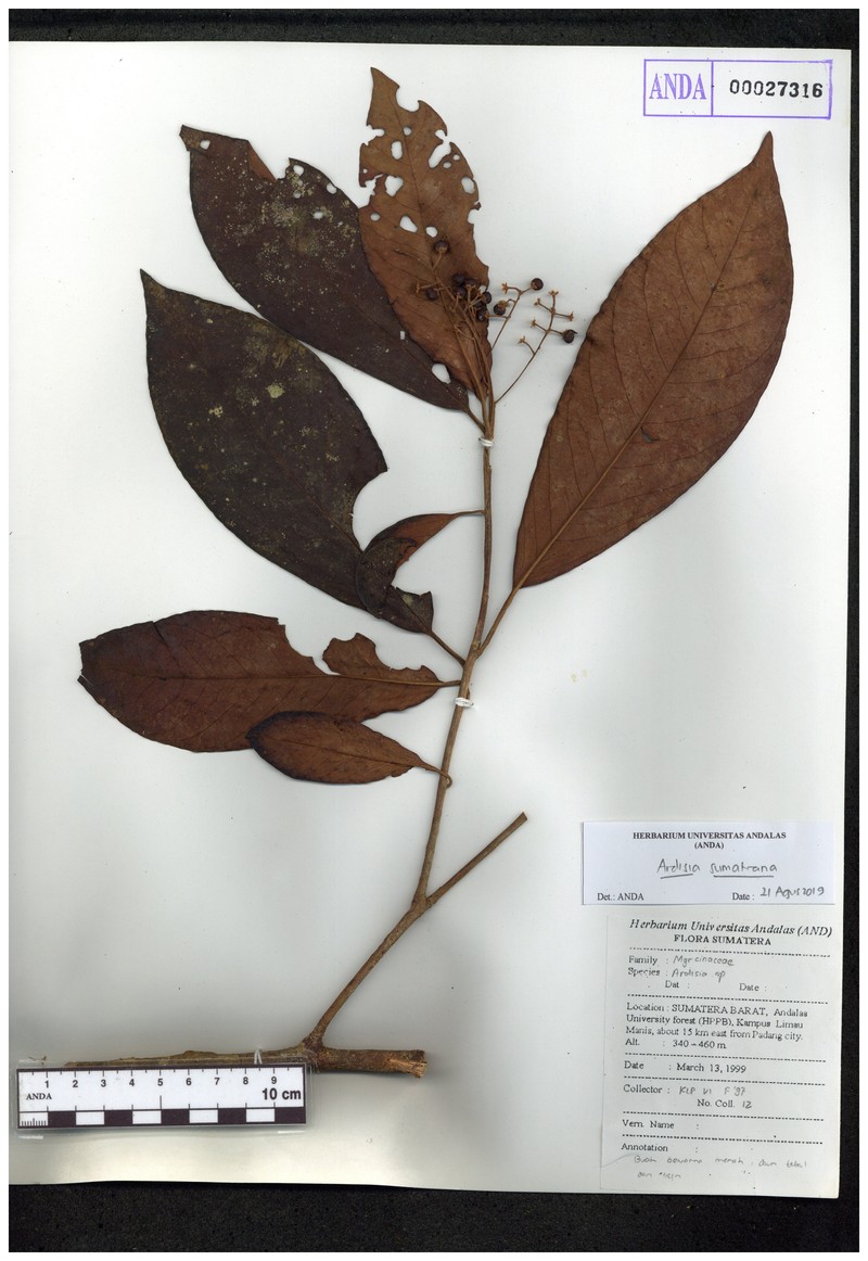 Ardisia sumatrana photo 2