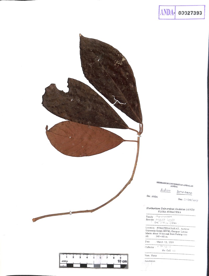 Ardisia sumatrana photo 3