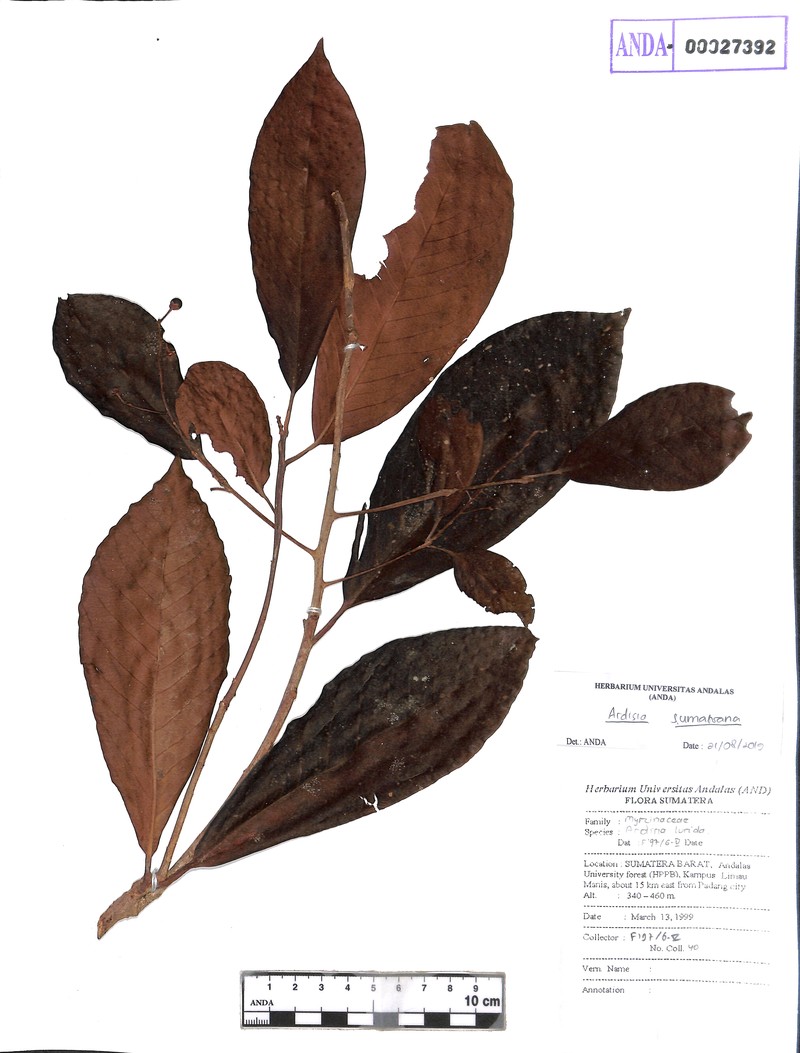 Ardisia sumatrana photo 4