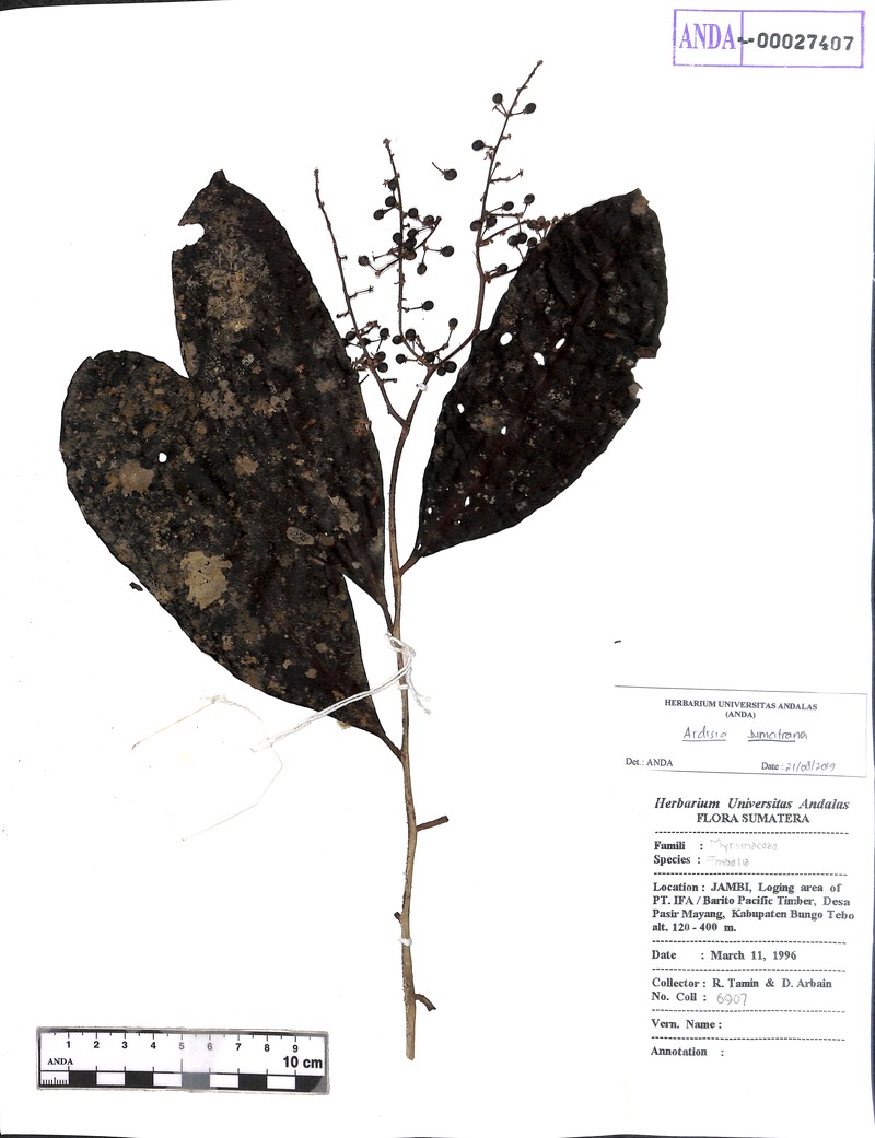 Ardisia sumatrana photo 5