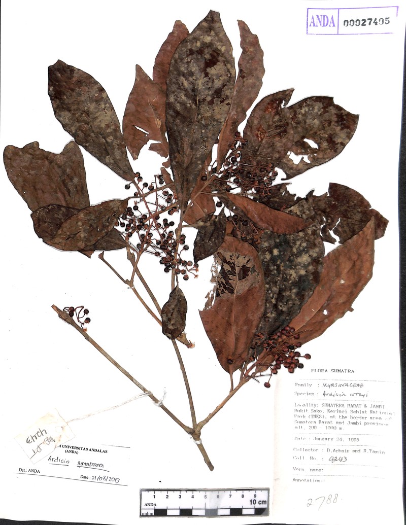 Ardisia sumatrana photo 6