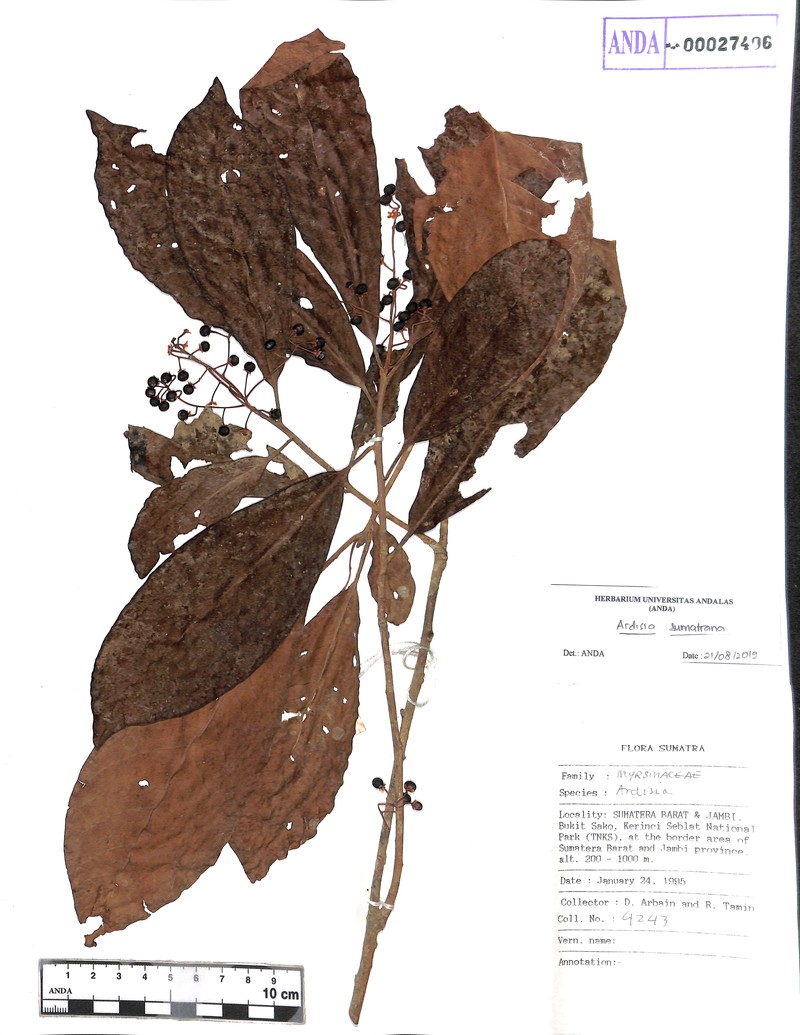Ardisia sumatrana photo 7