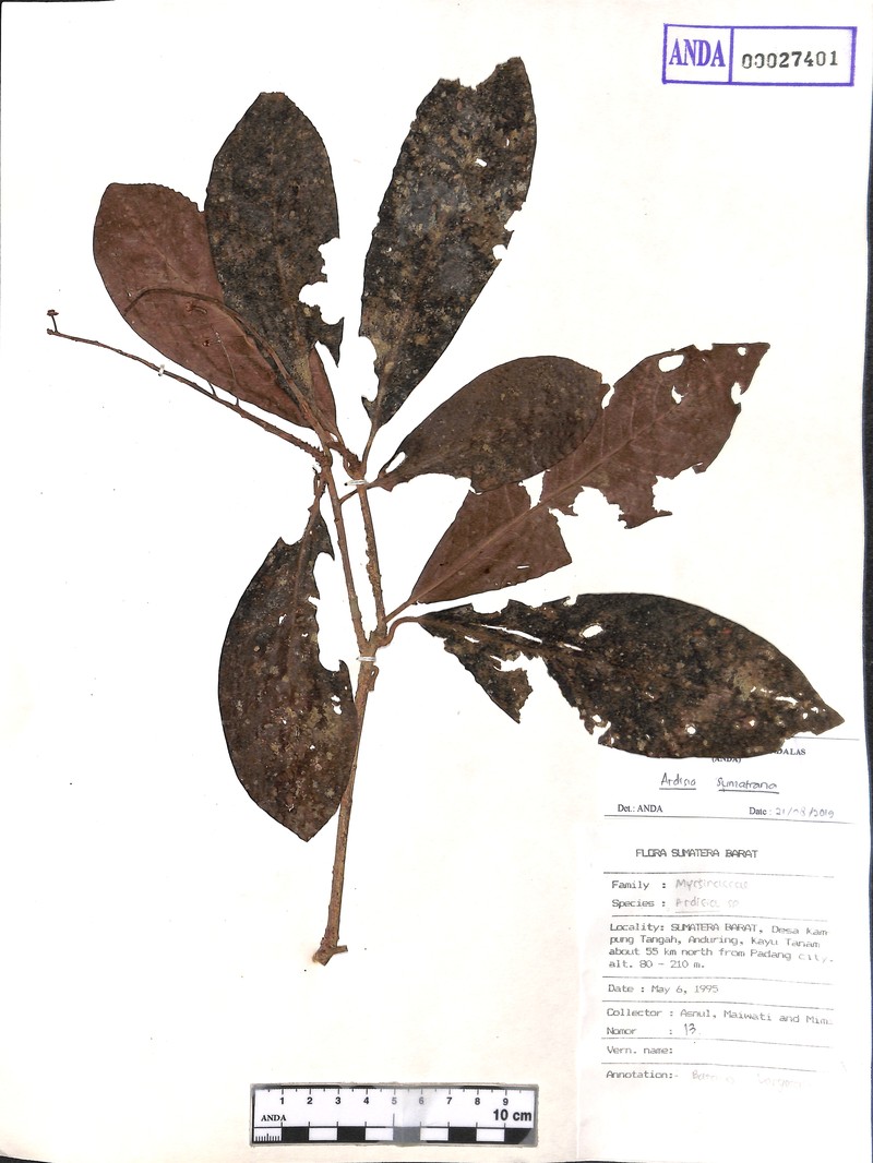 Ardisia sumatrana photo 8