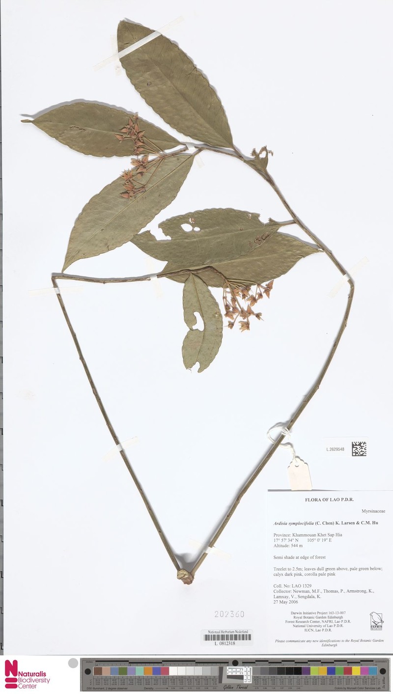 Ardisia symplocifolia