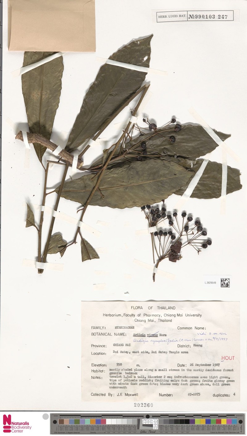 Ardisia symplocifolia photo 2