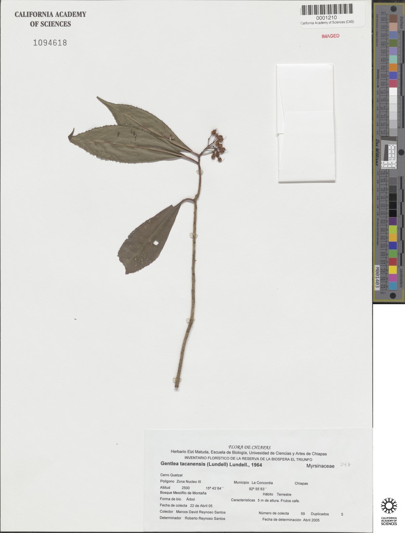 Ardisia tacanensis