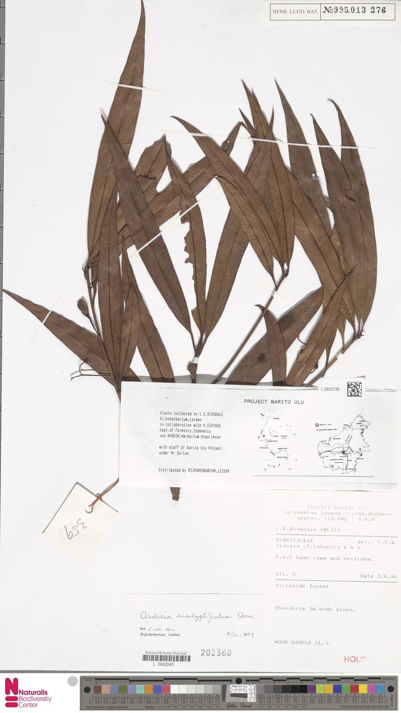 Ardisia tahanica