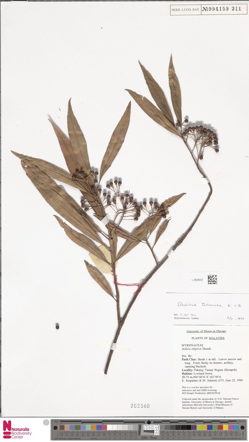 Ardisia tahanica photo 2
