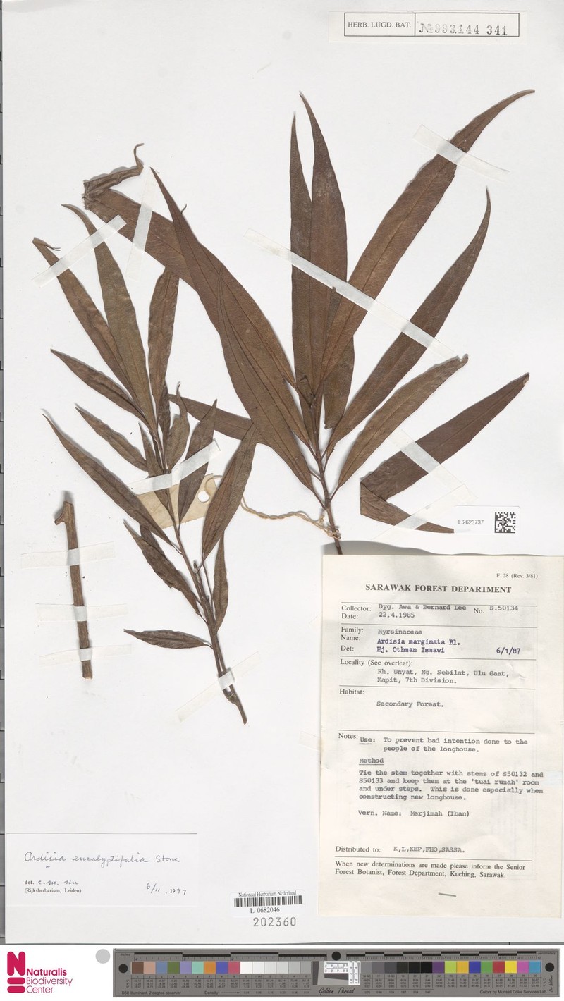 Ardisia tahanica photo 3