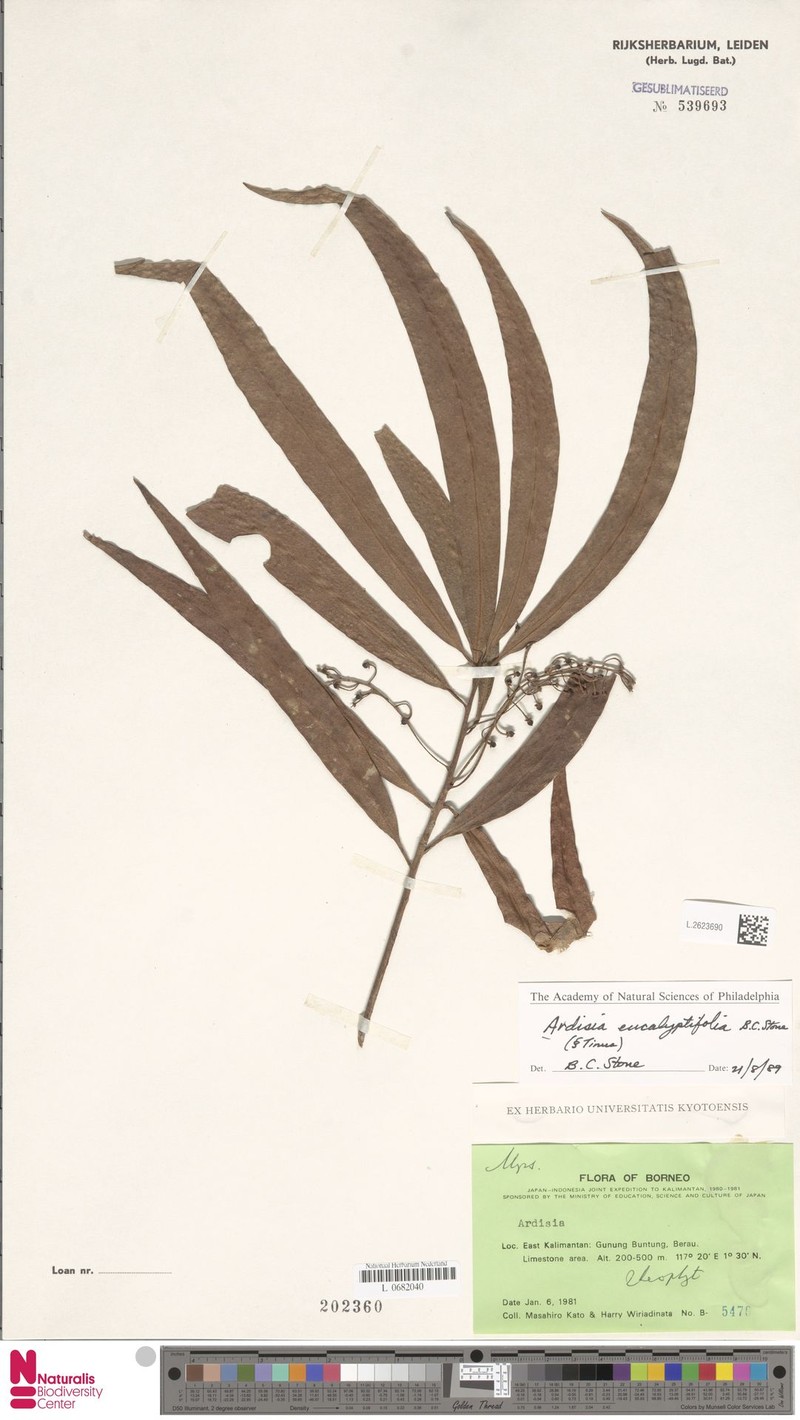 Ardisia tahanica photo 4