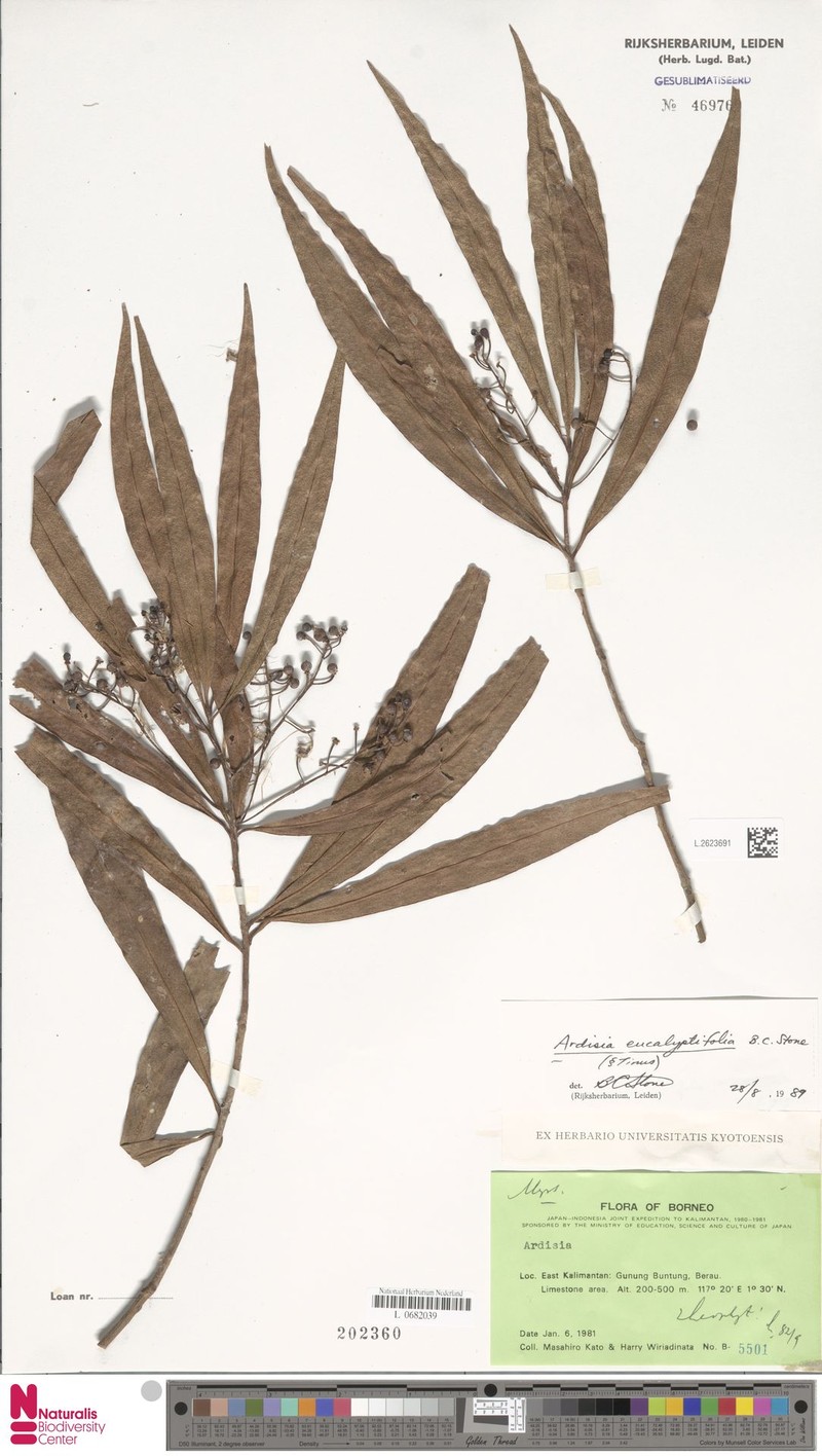 Ardisia tahanica photo 5