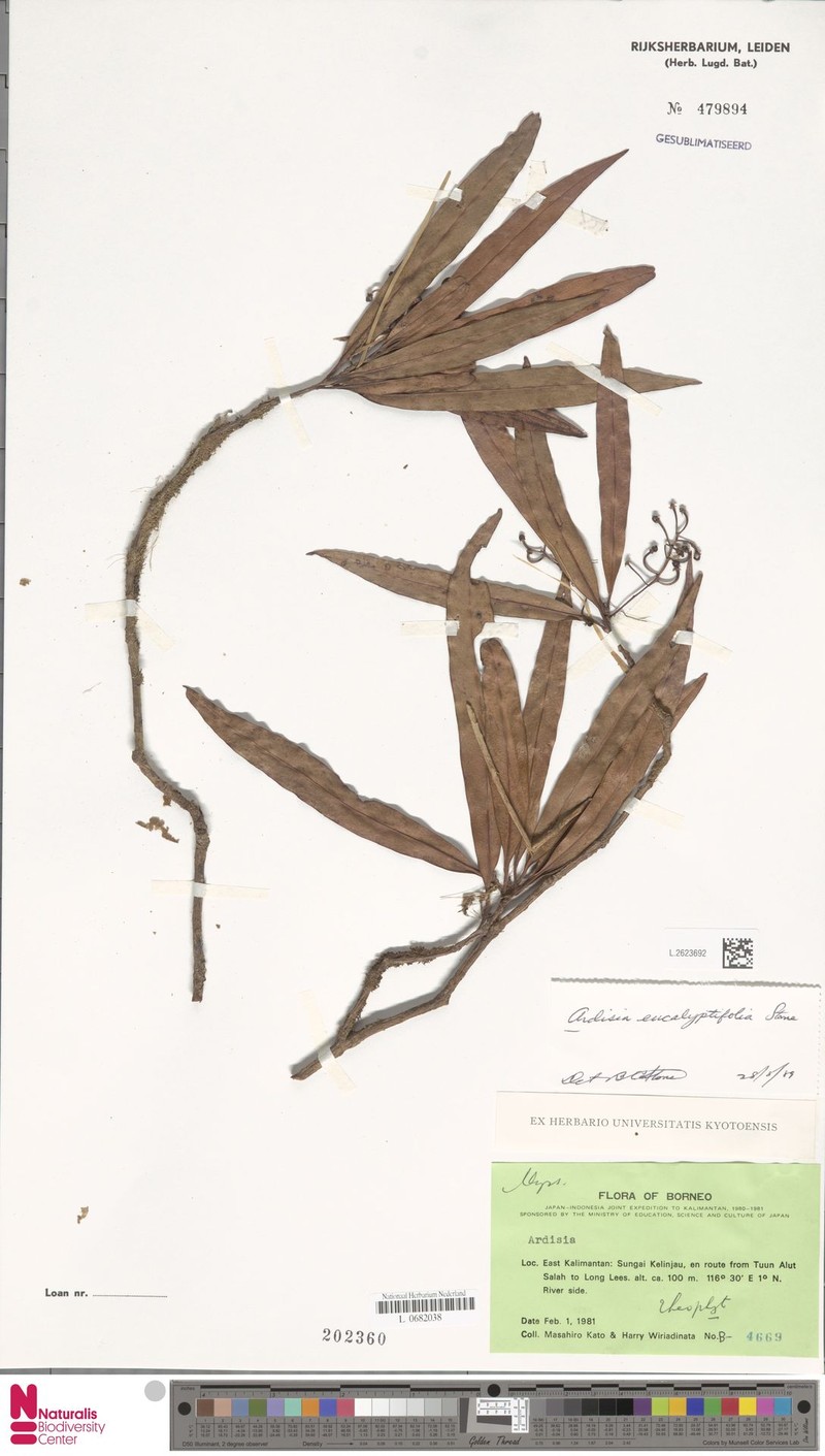 Ardisia tahanica photo 6