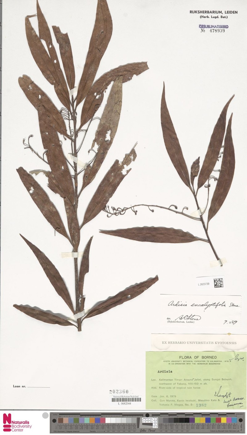 Ardisia tahanica photo 7