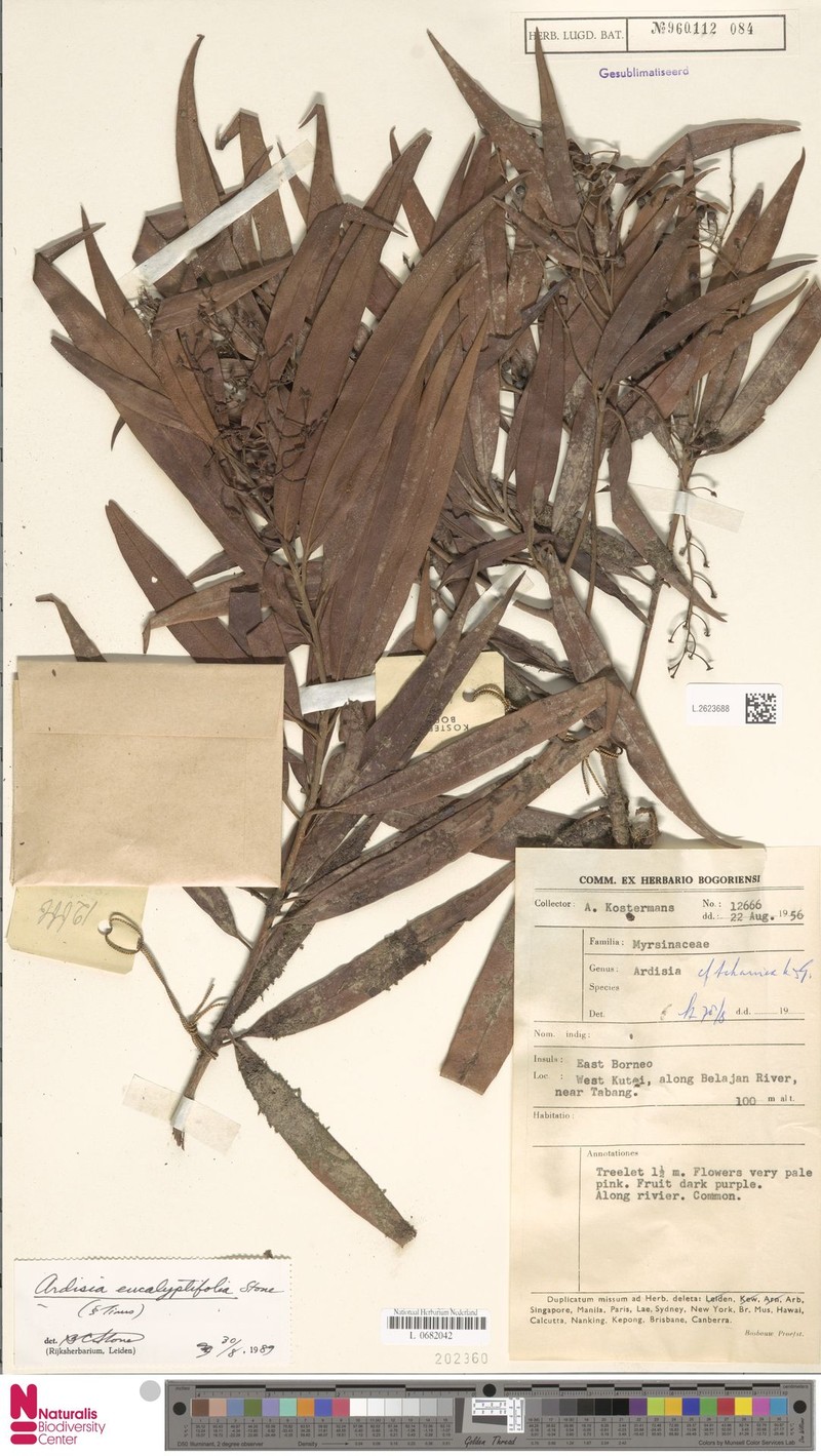 Ardisia tahanica photo 8