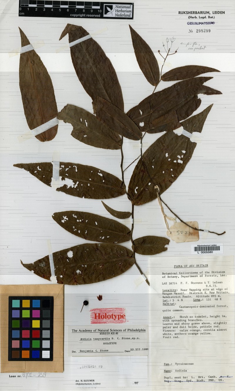Ardisia tanycardia