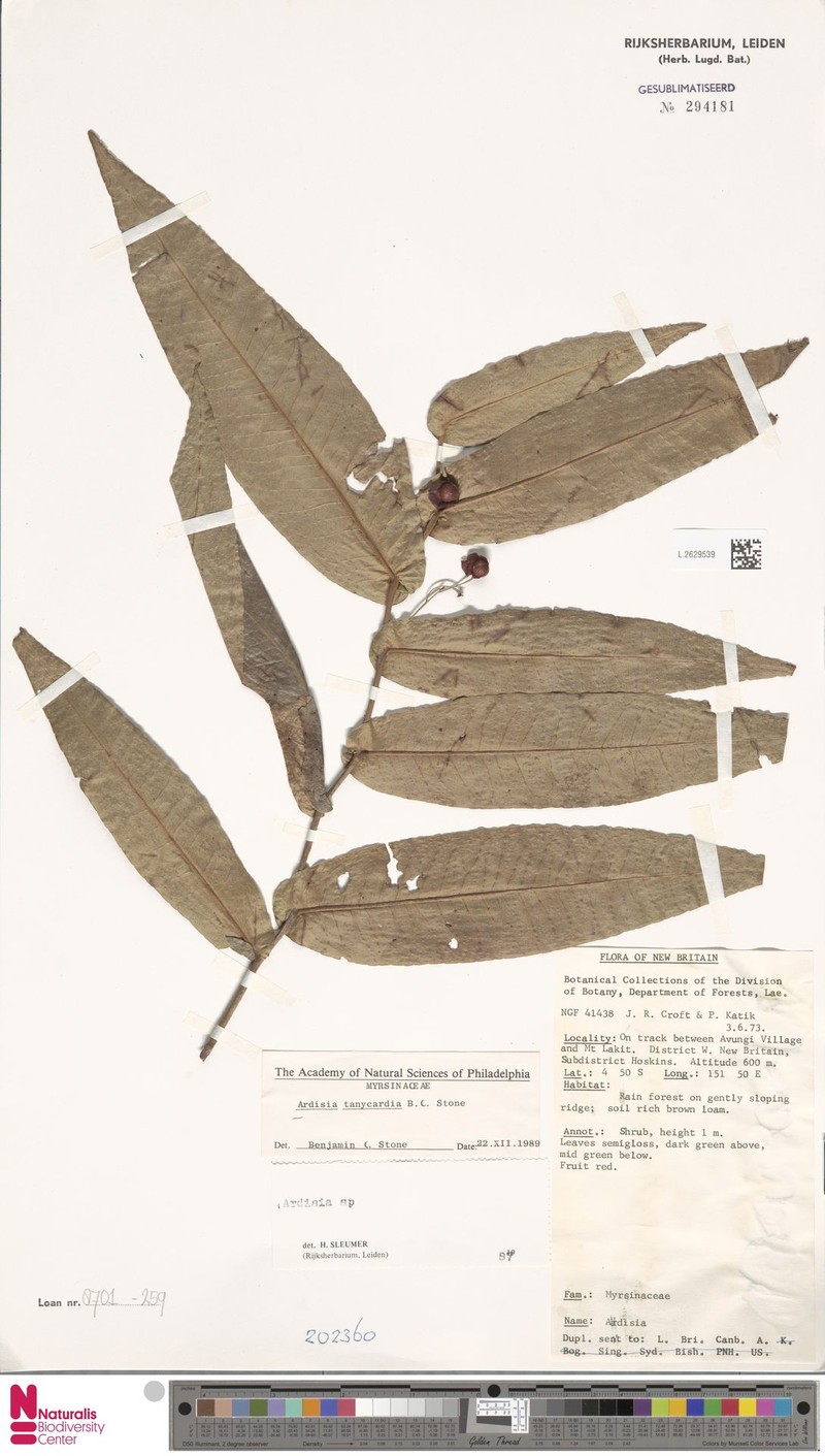 Ardisia tanycardia photo 2