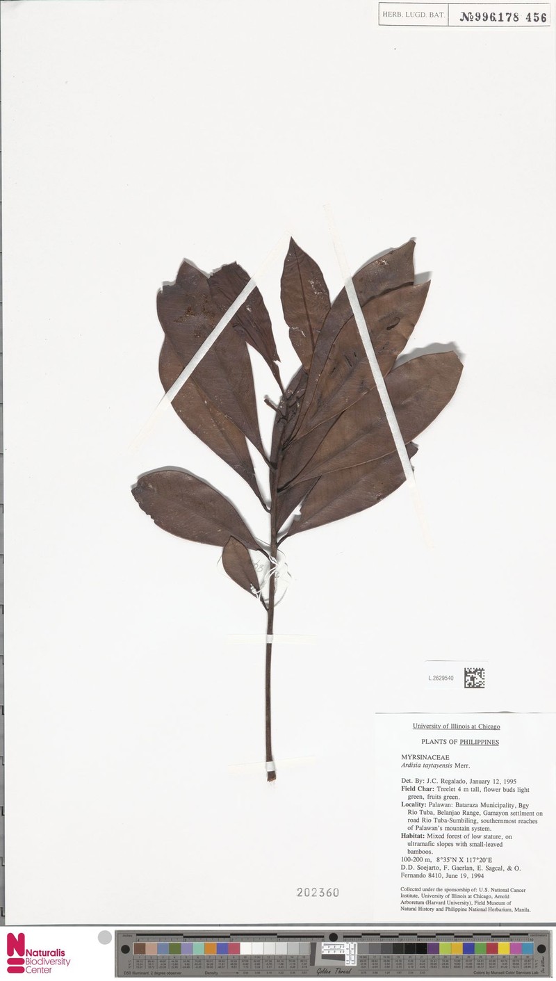 Ardisia taytayensis