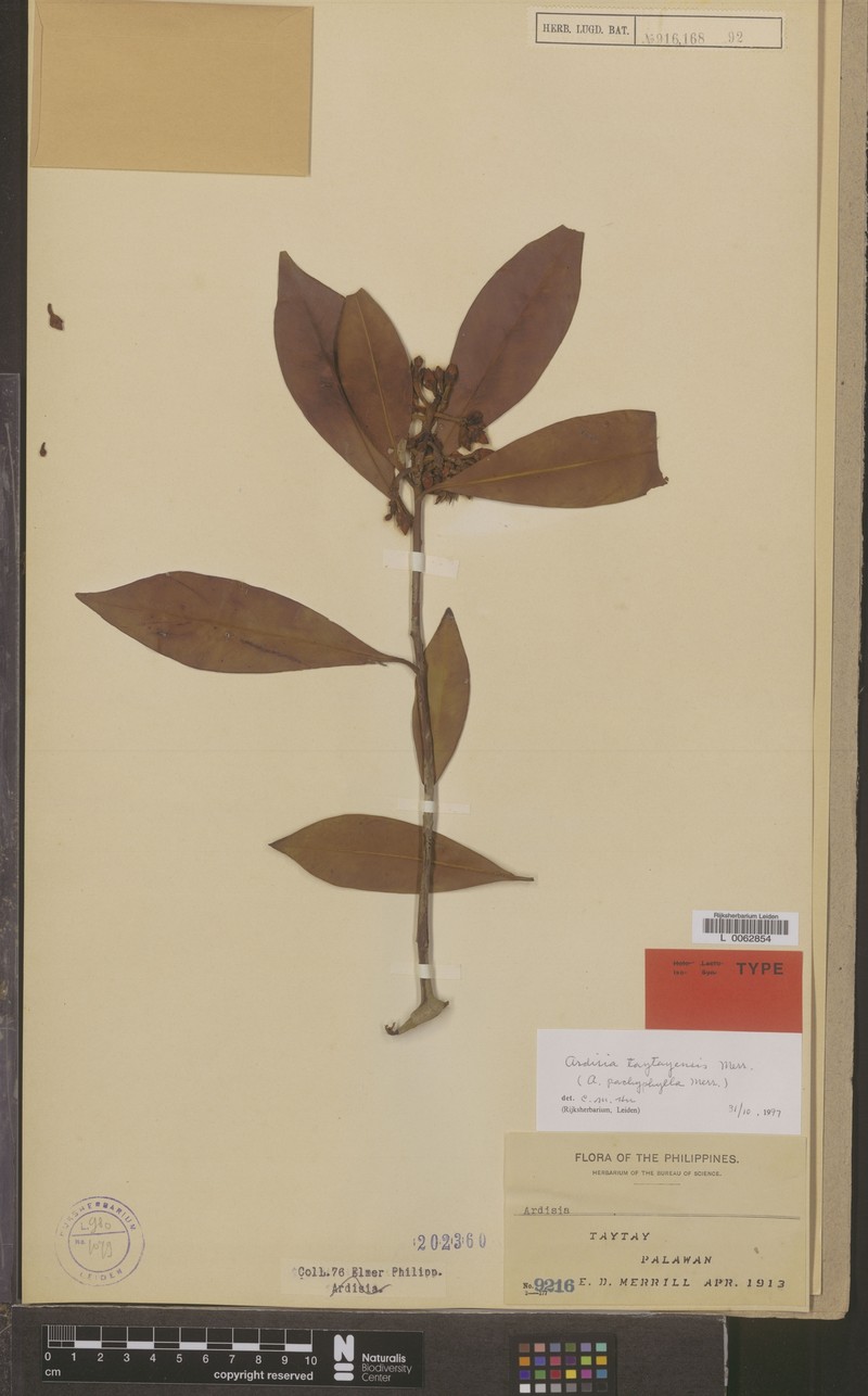 Ardisia taytayensis photo 2