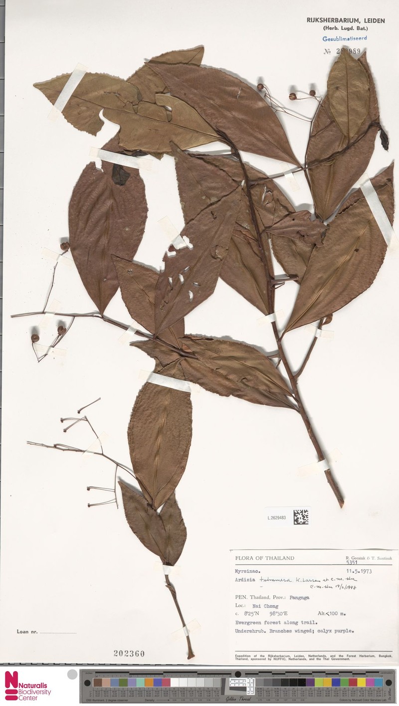 Ardisia tetramera