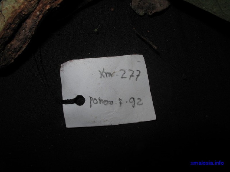 Ardisia teysmanniana photo 2