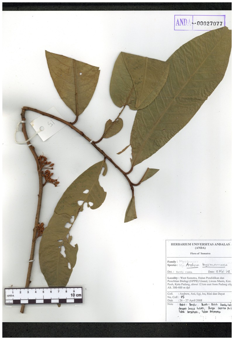 Ardisia teysmanniana photo 3