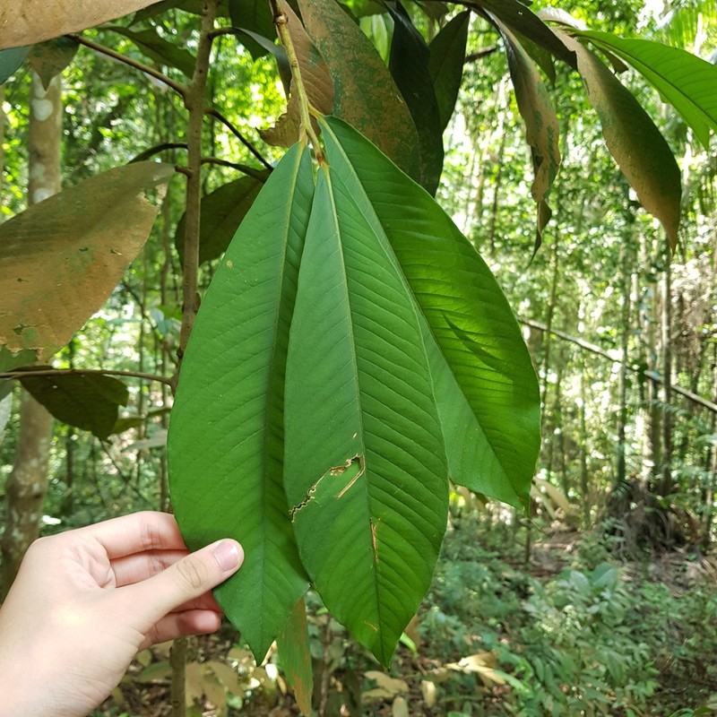 Ardisia teysmanniana