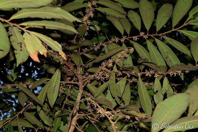 Ardisia teysmanniana photo 6