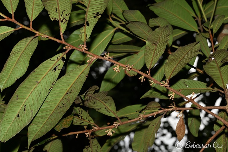 Ardisia teysmanniana photo 7