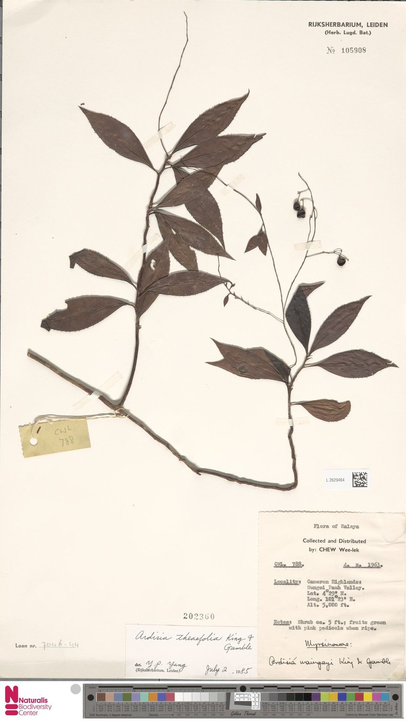 Ardisia theifolia