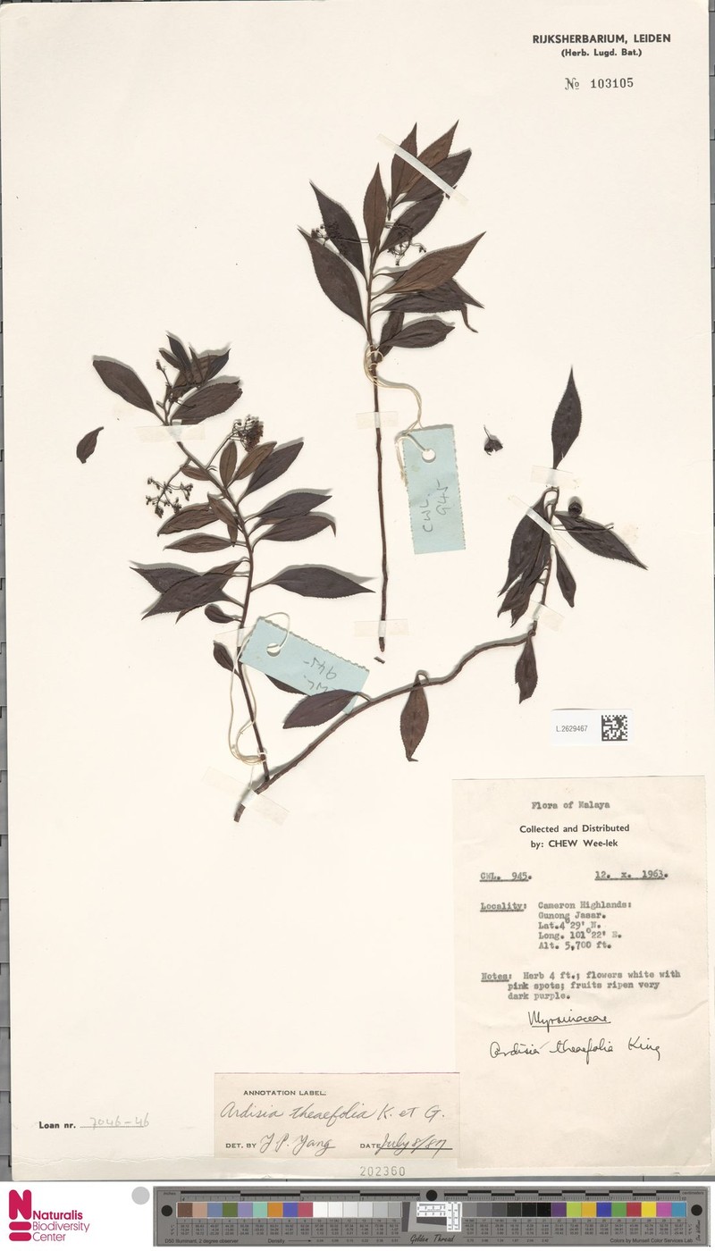 Ardisia theifolia photo 2