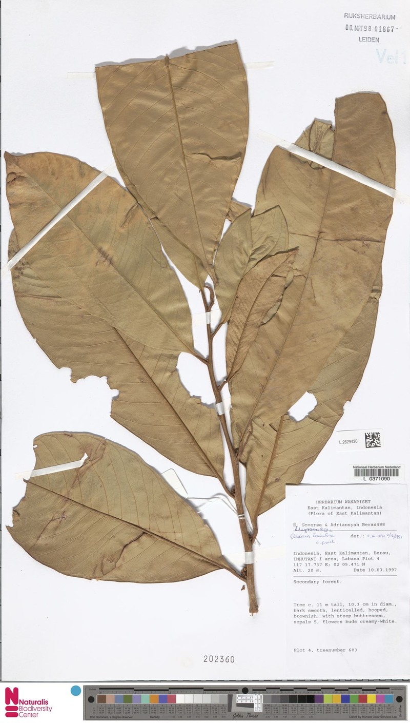Ardisia tomentosa photo 2