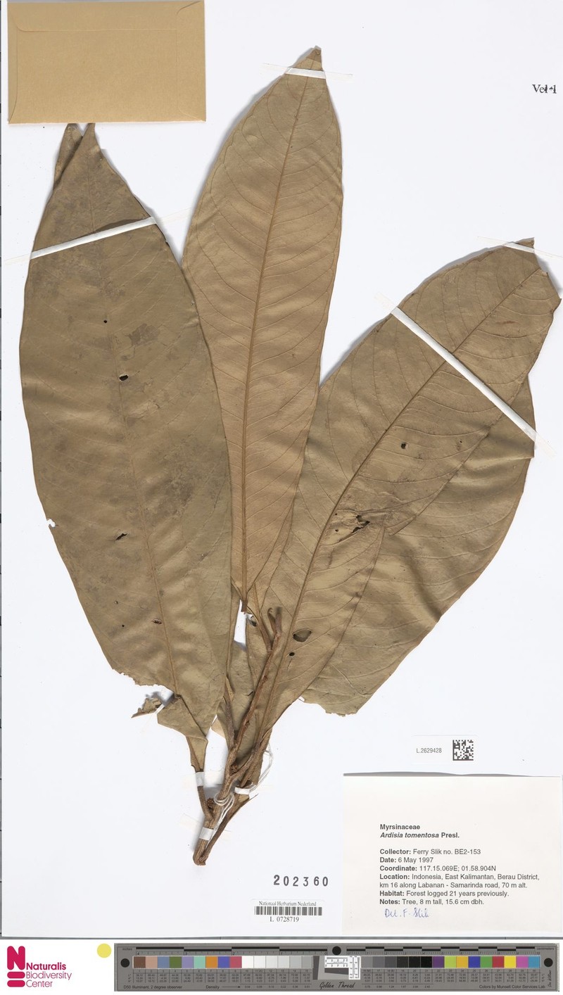 Ardisia tomentosa photo 3