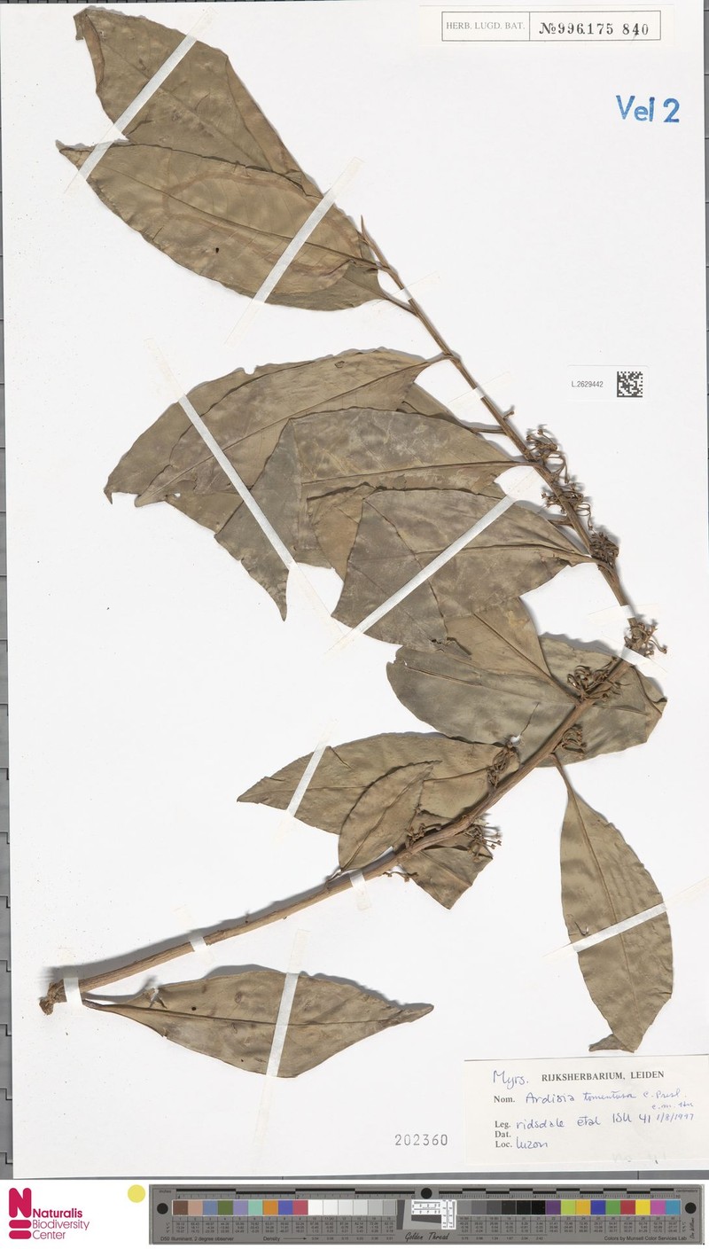 Ardisia tomentosa photo 5