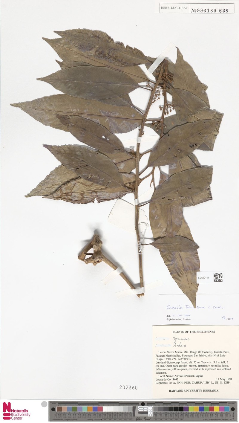 Ardisia tomentosa photo 8