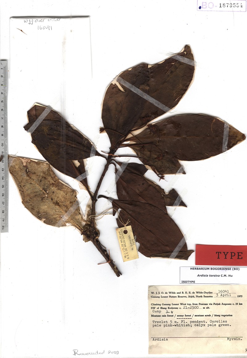 Ardisia torsiva