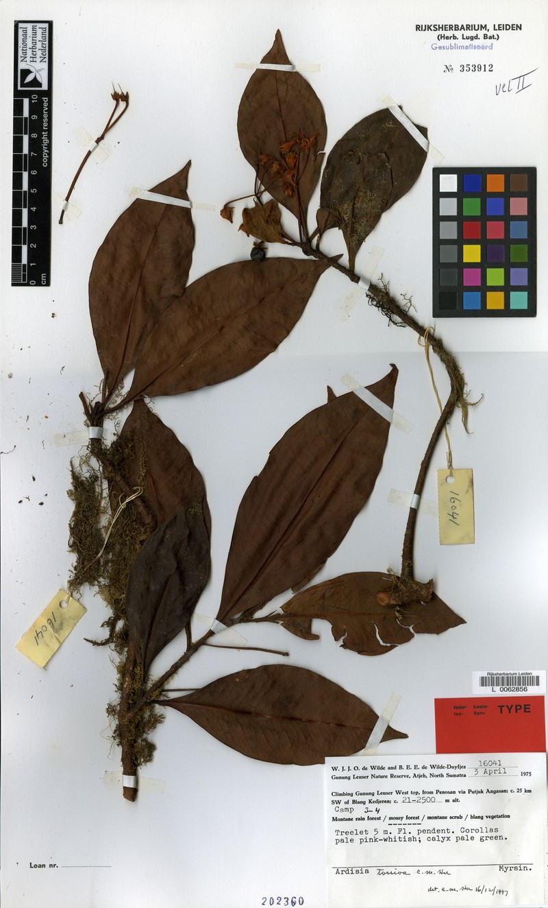 Ardisia torsiva photo 2