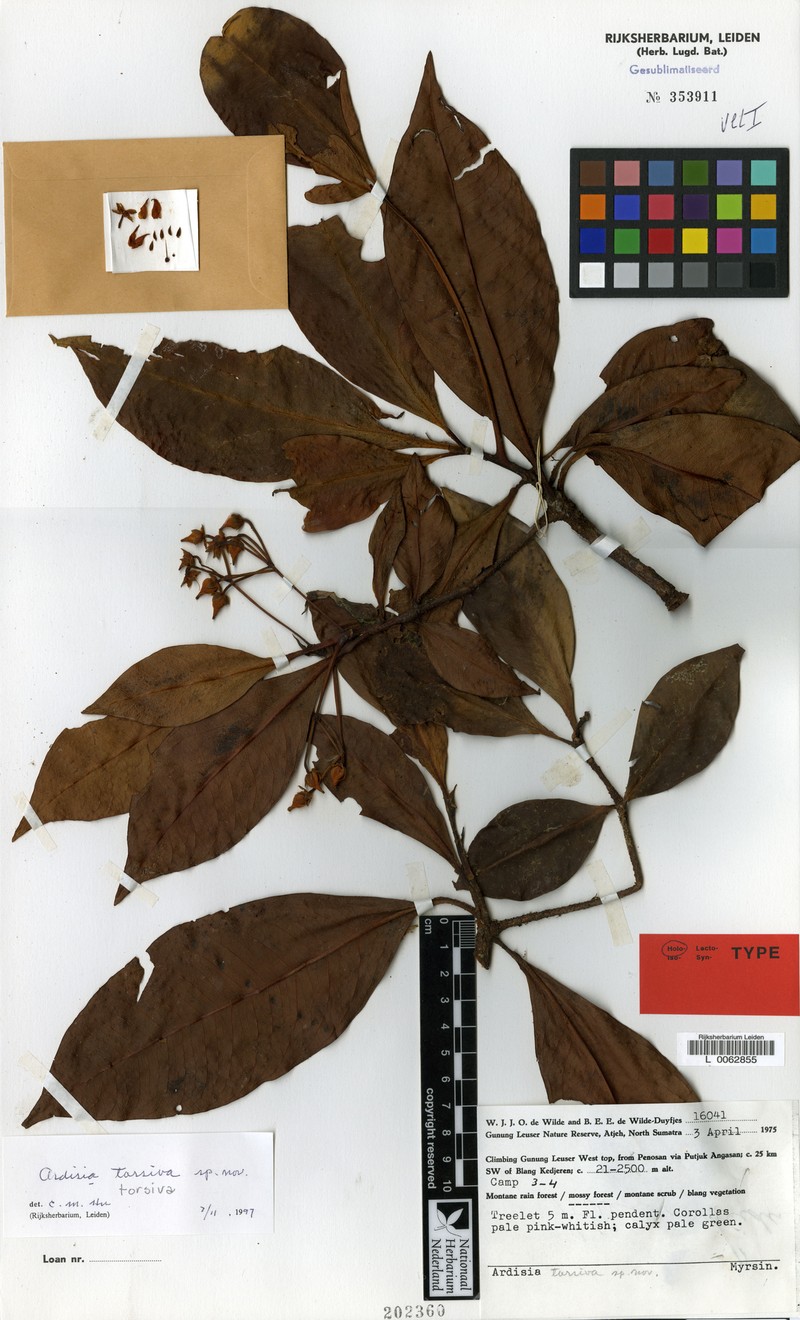 Ardisia torsiva photo 3