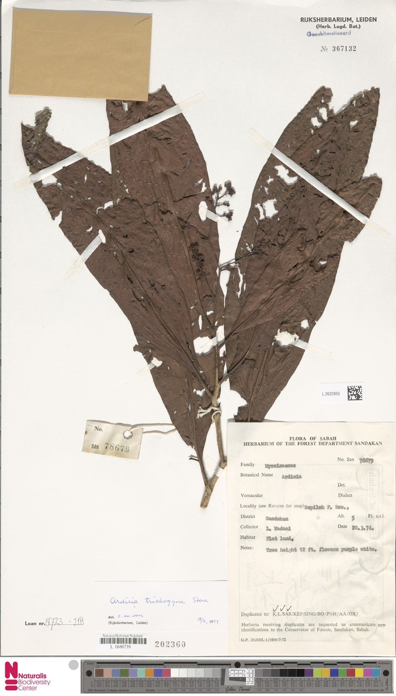 Ardisia trichogyne