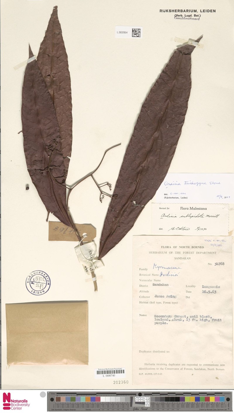 Ardisia trichogyne photo 2