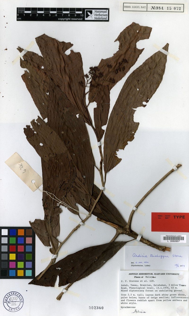 Ardisia trichogyne photo 3